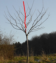 Kostenloser Online Kurs Baumschnitt: Obstbaum schneiden